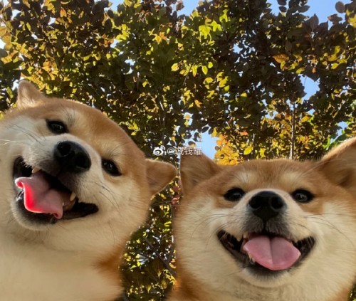 005NW5ATly1h47wznwcydj30tz0pb1kx.jpg